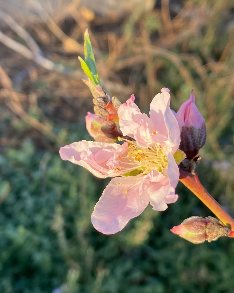 Deciduous Fruit Trees