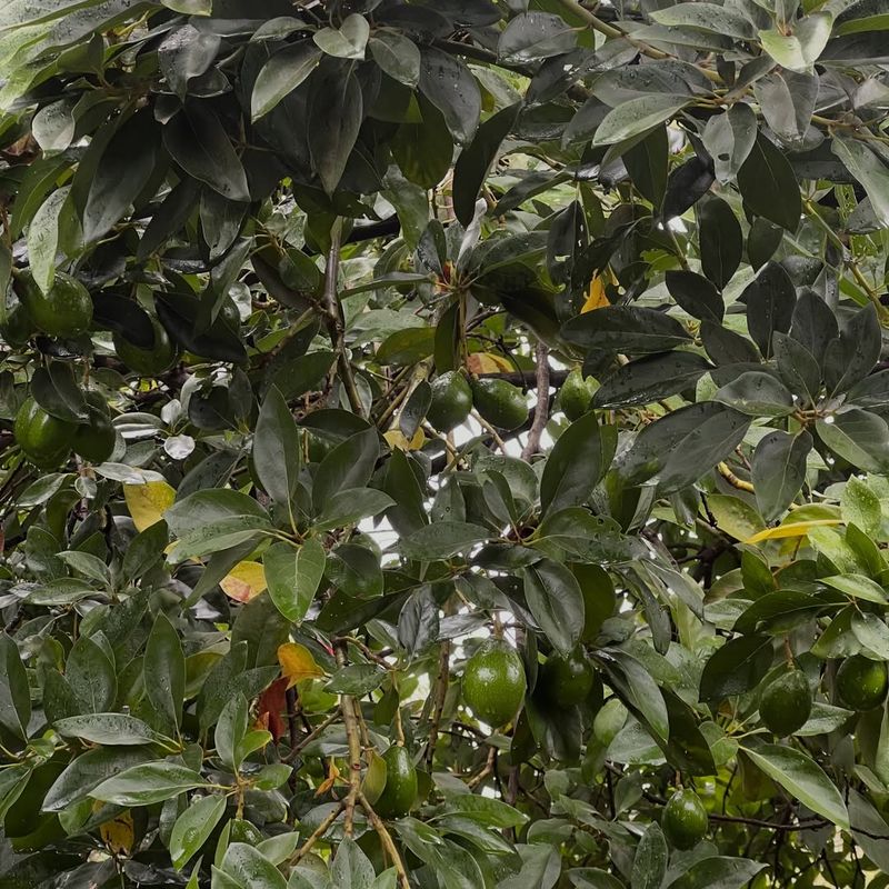 Avocado Trees Can Lose Their Crop If Pruned Too Early