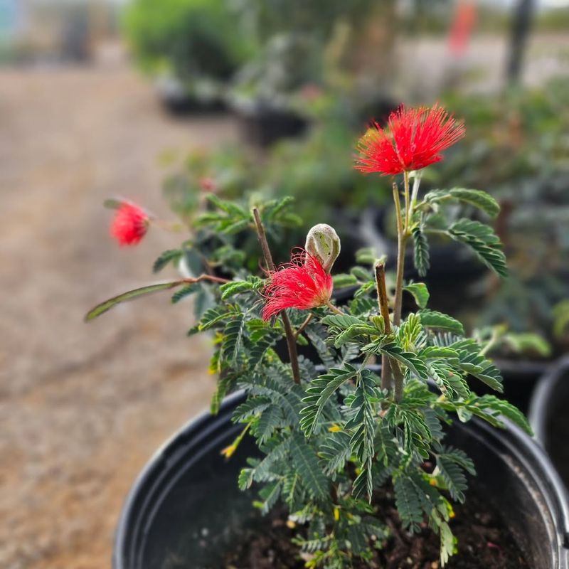 Spring Blooming Shrubs Lose Flowers If Cut Too Soon