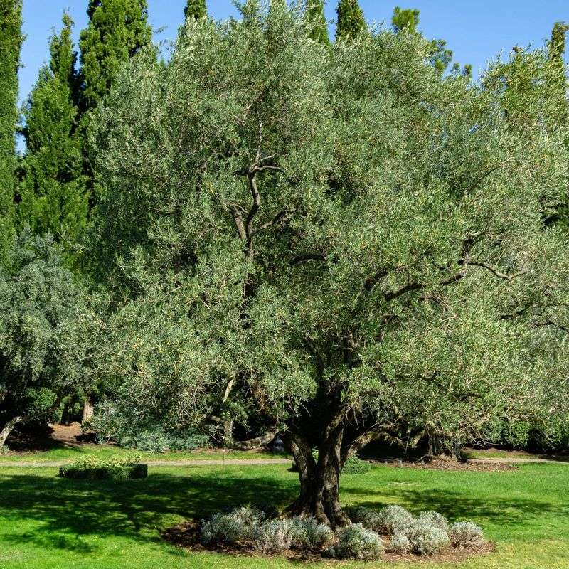 Olive Trees