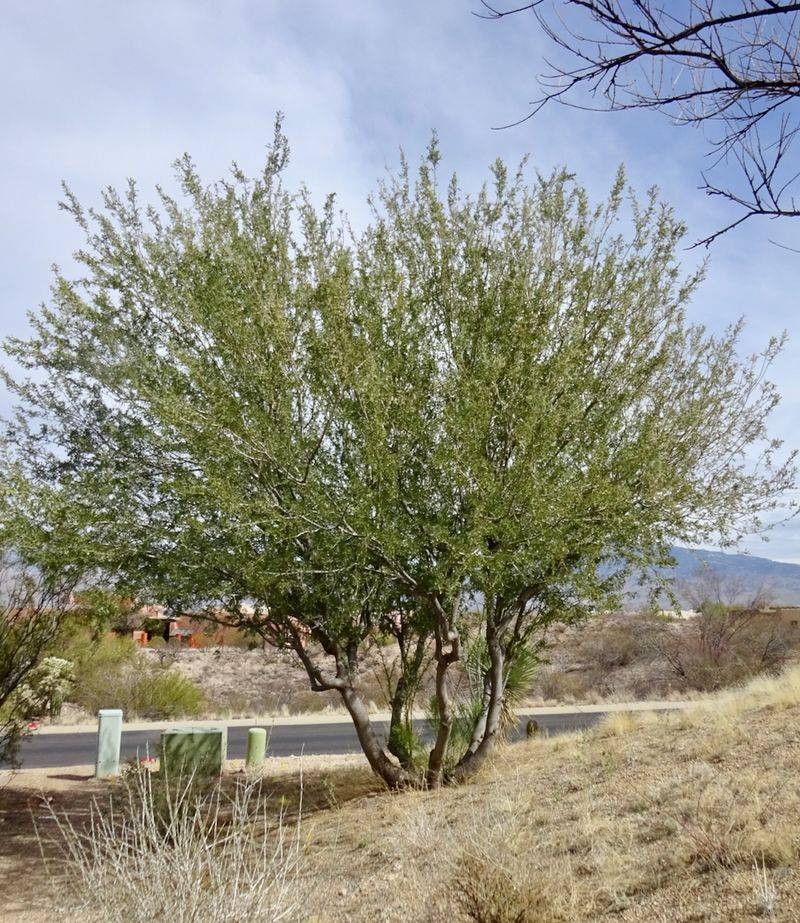 Desert Ironwood Rarely Needs Spring Pruning
