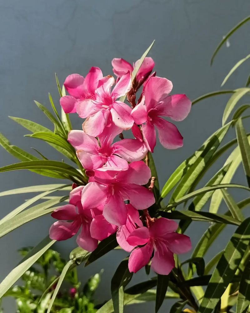 Oleander Is Better Pruned After Blooming