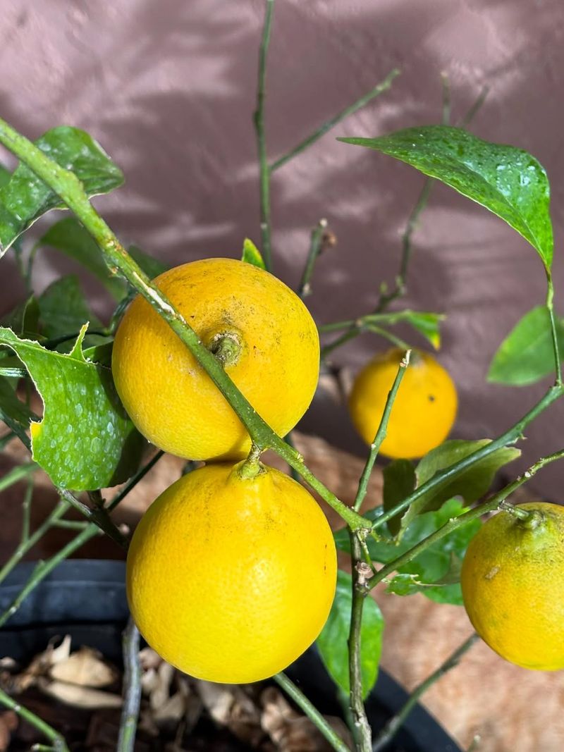Meyer Lemon Bursting With Sweetness