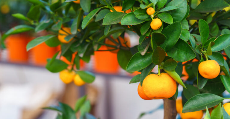 Citrus Varieties Perfect For Southern California Backyards