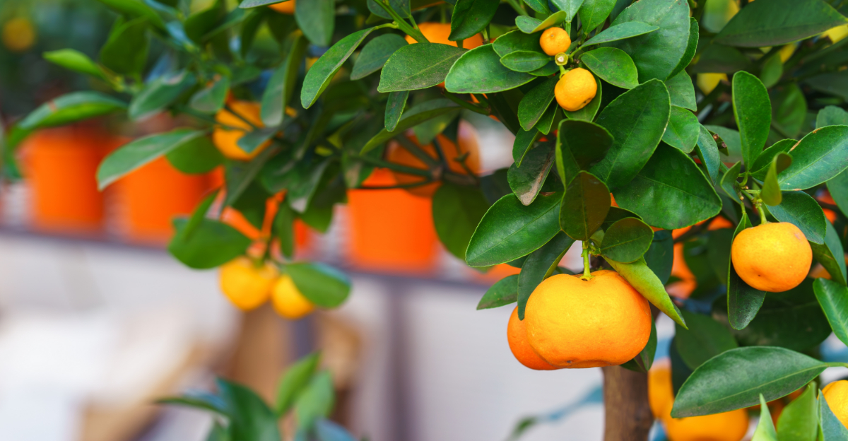 Citrus Varieties Perfect For Southern California Backyards