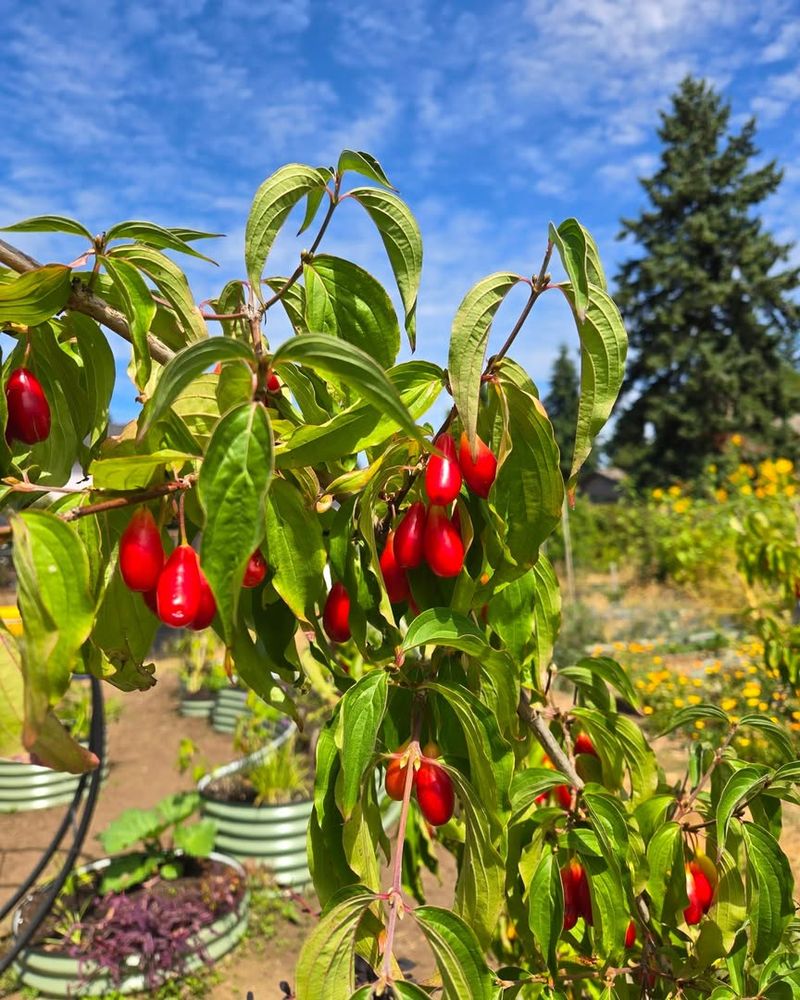 Cornelian Cherry Showing Their Early Blooms