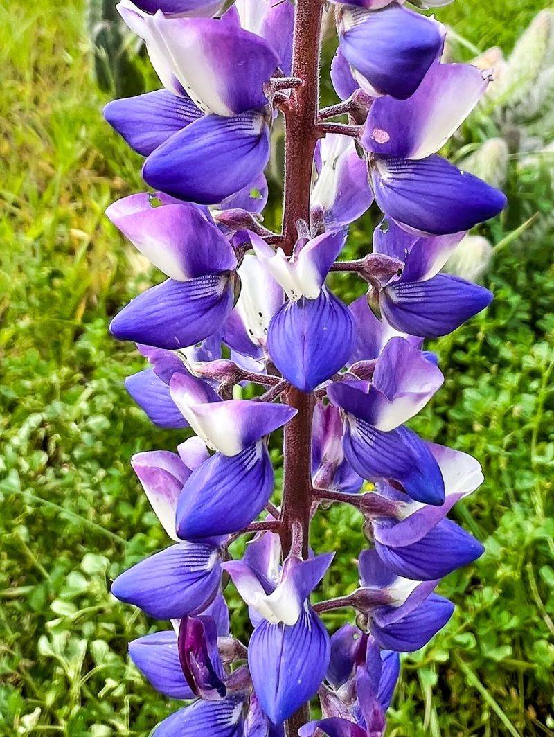 Lupine