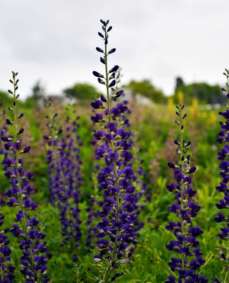 Deep Blue Statement Blue Wild Indigo