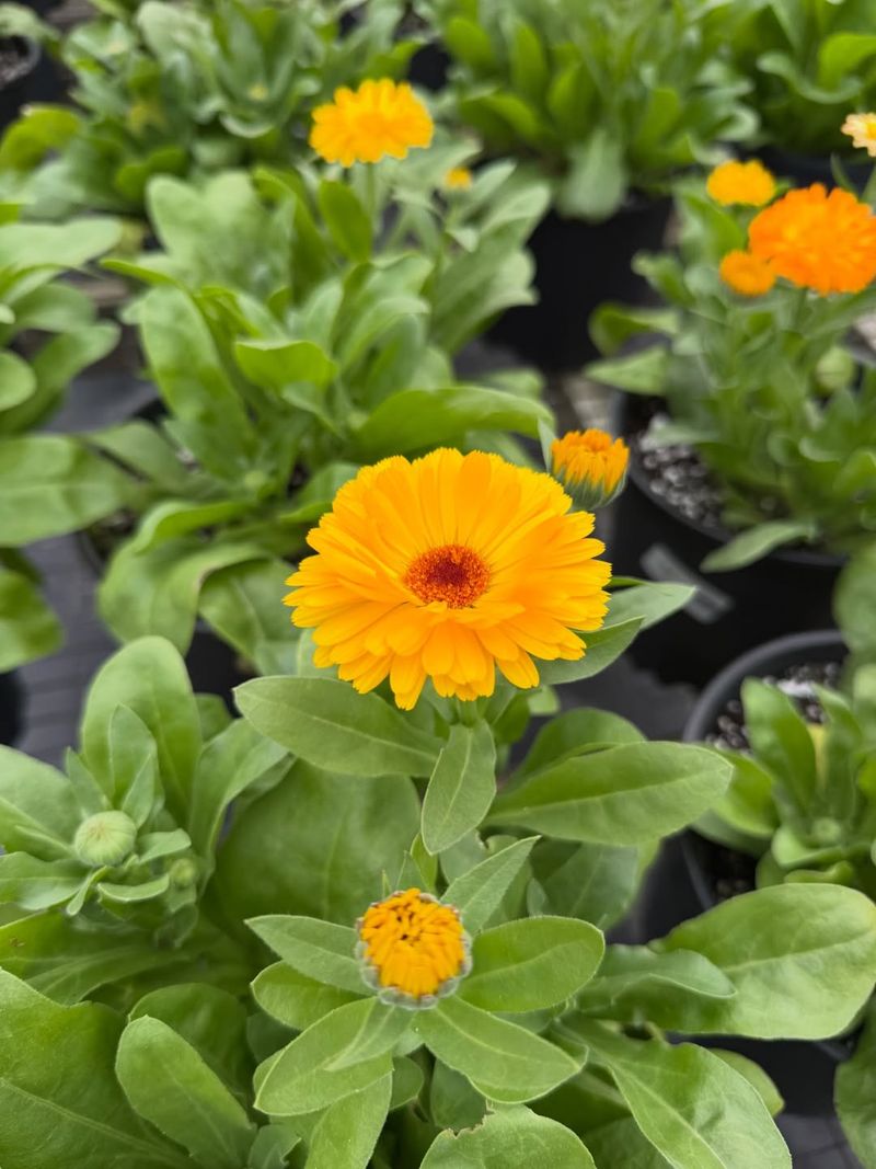 Bright Calendula That Blooms Through Chilly Weather