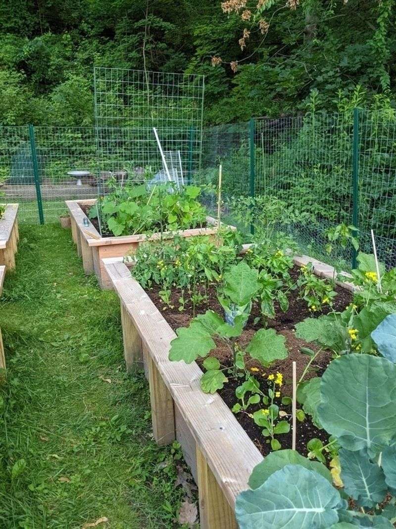 Plan Your Vegetable Garden Layout For Maximum Harvest