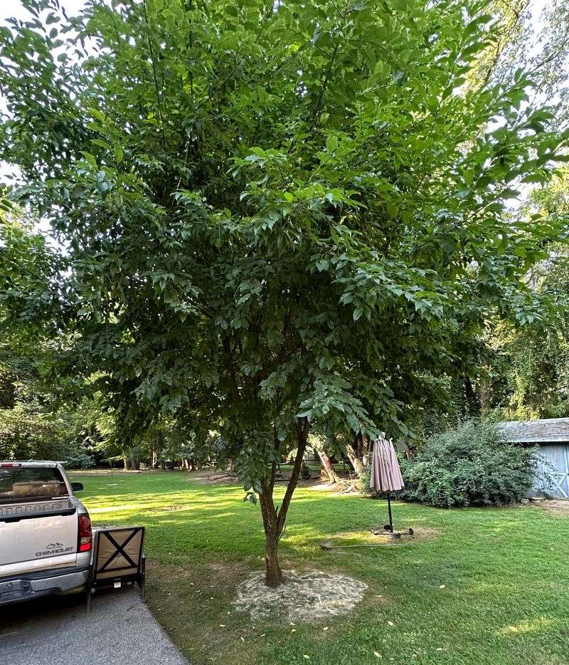 Fertilize Trees And Shrubs