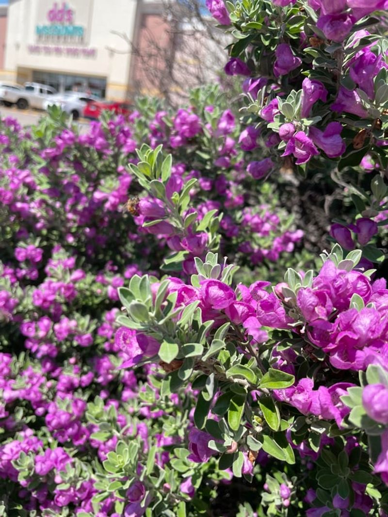 Trim Lightly During Monsoon Growth To Encourage Repeat Blooms