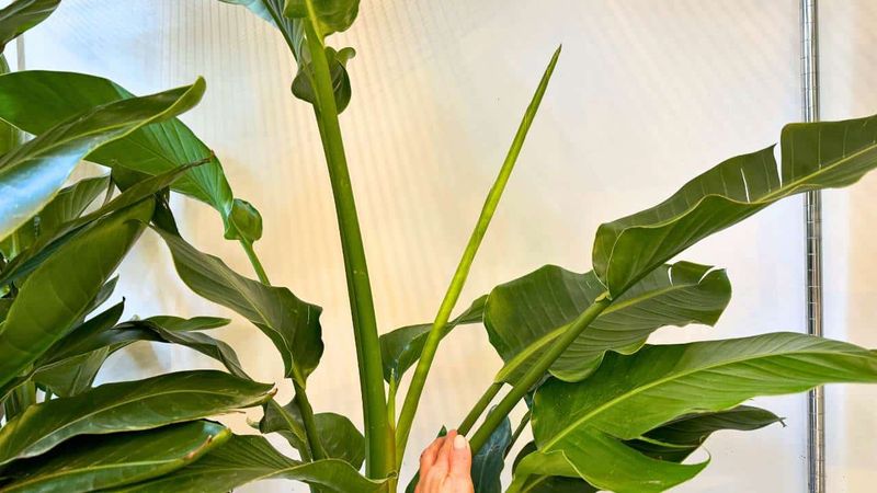 Pruning Helps Improve Airflow Around The Plant