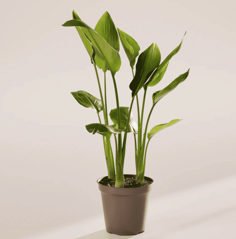 Spring Pruning Encourages Fresh Growth