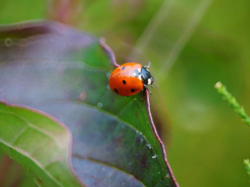 Apply Beneficial Insects To Control Pests Naturally