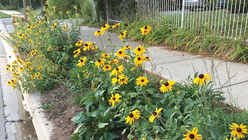 Cut Down Black Eyed Susans Before Stems Elongate