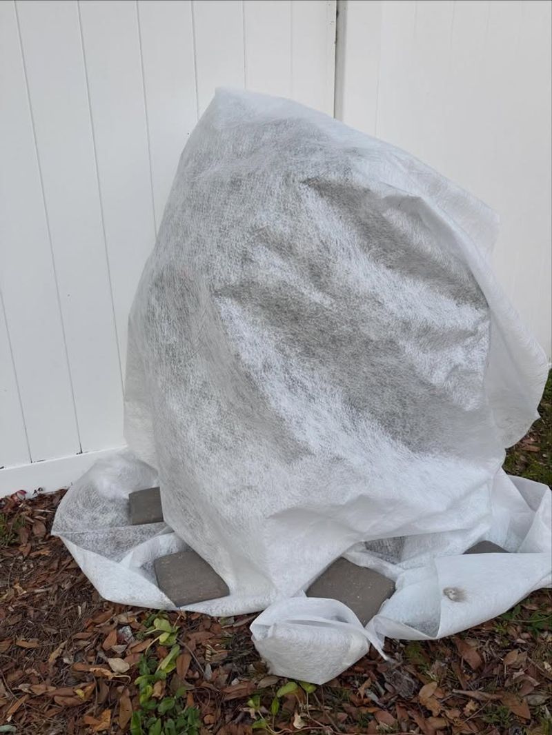 Protect Flower Buds From Late Cold Snaps