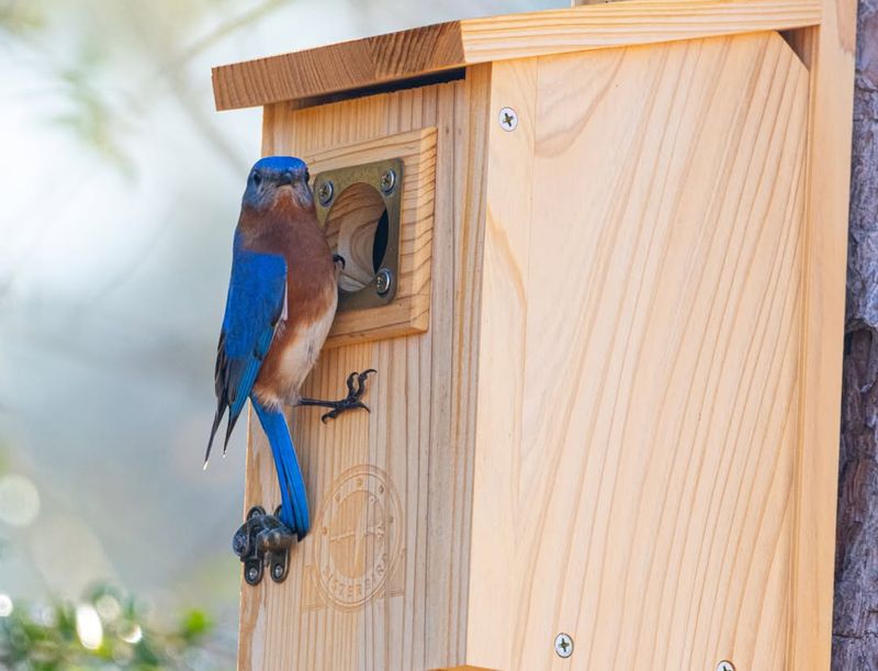 Keeping Nest Boxes Away From Heavy Activity Helps Bluebirds Settle In