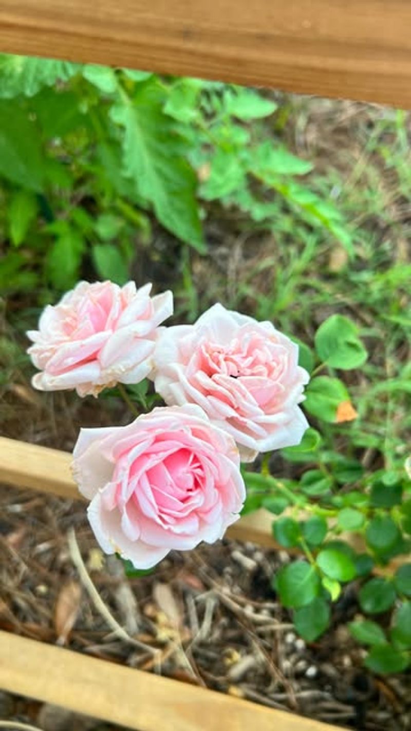 Stronger New Shoots In Warm Weather