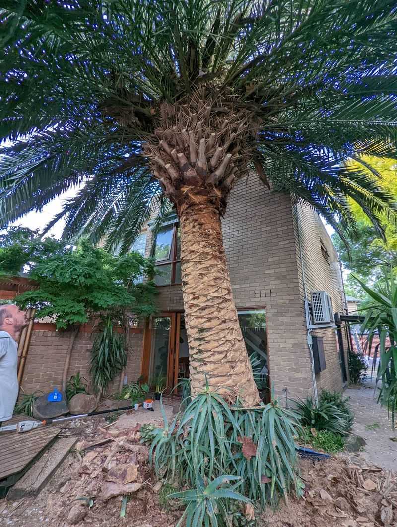 Protect The Palm's Crown