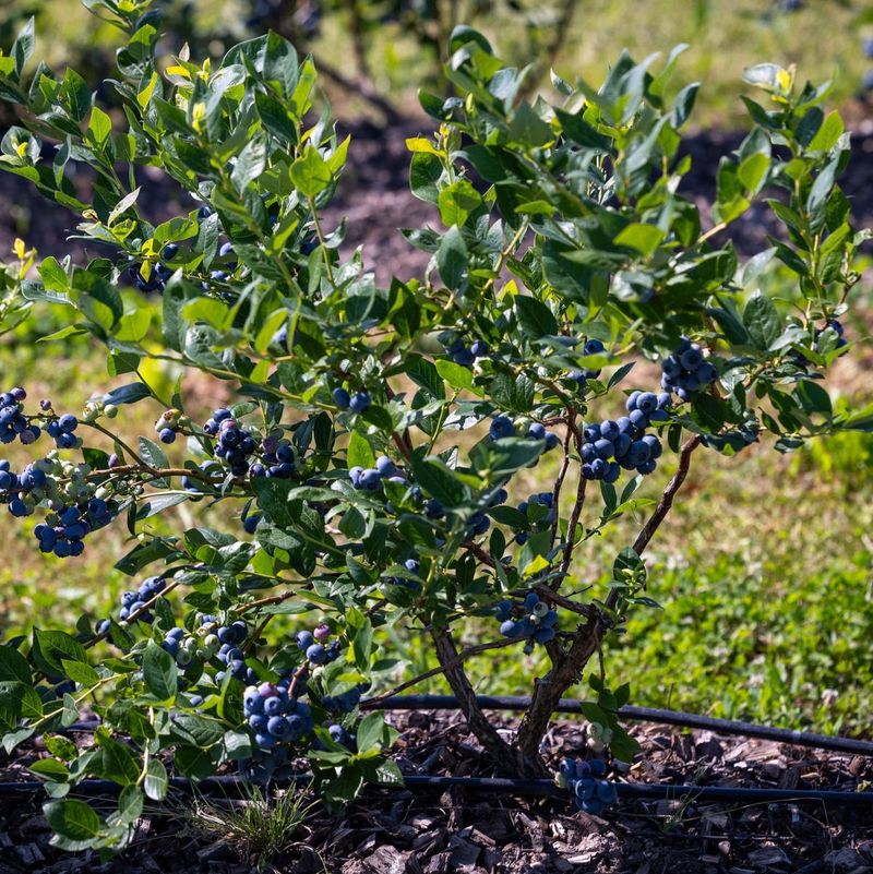 Let Sunlight In For Healthier Blueberry Bushes