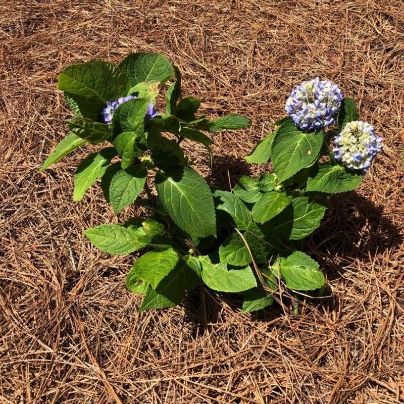 Mulch To Keep Soil Happy
