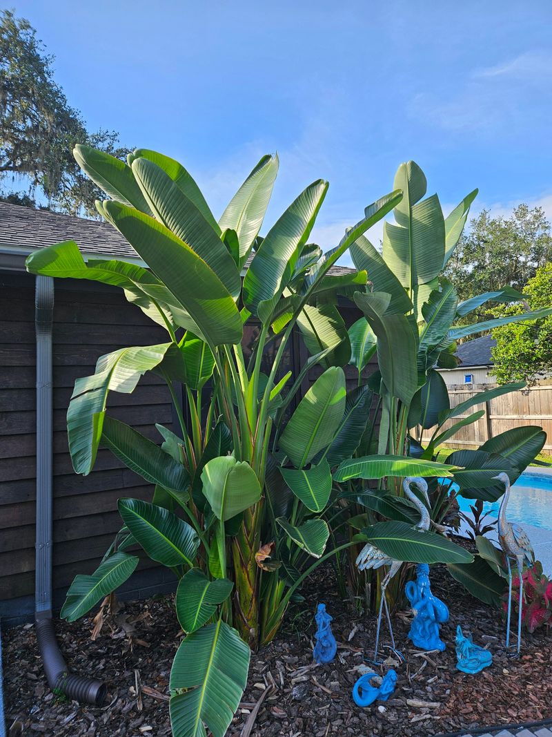 Thin Crowded Stems Lightly