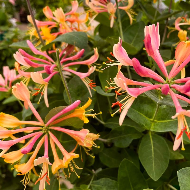 Honeysuckle Filling The Air With Sweet Evening Fragrance