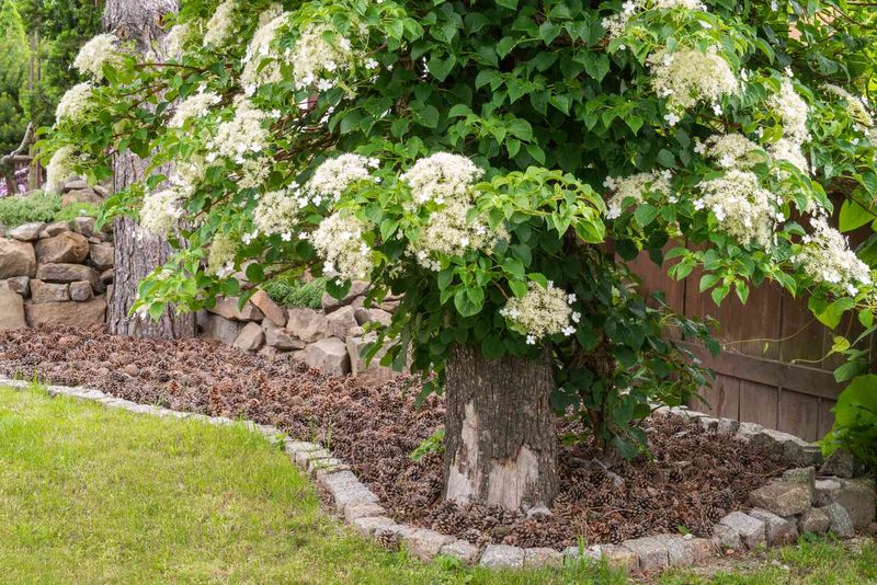 Climbing Hydrangea
