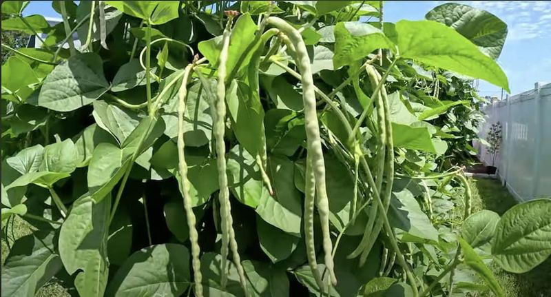 Southern Peas Grow Well In Florida's Warm Climate
