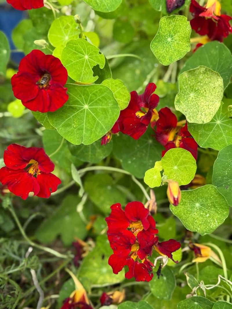 Nasturtiums