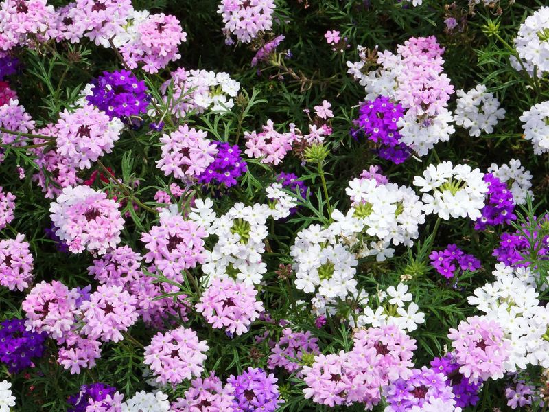 Verbena (Annual Types)