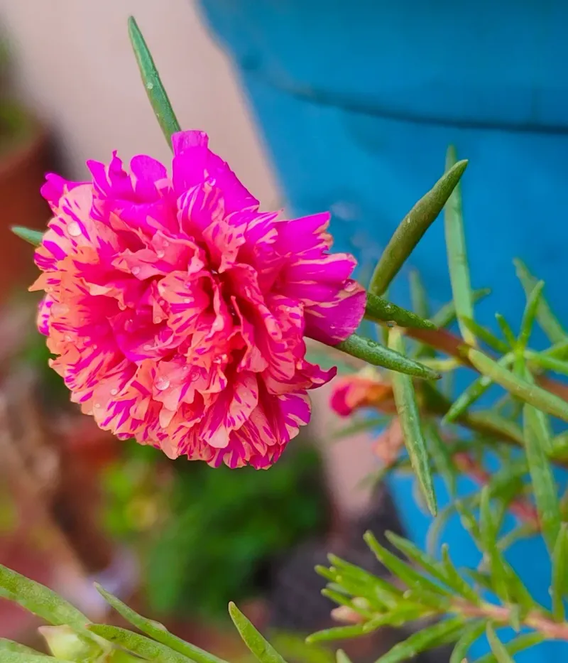Portulaca (Moss Rose)