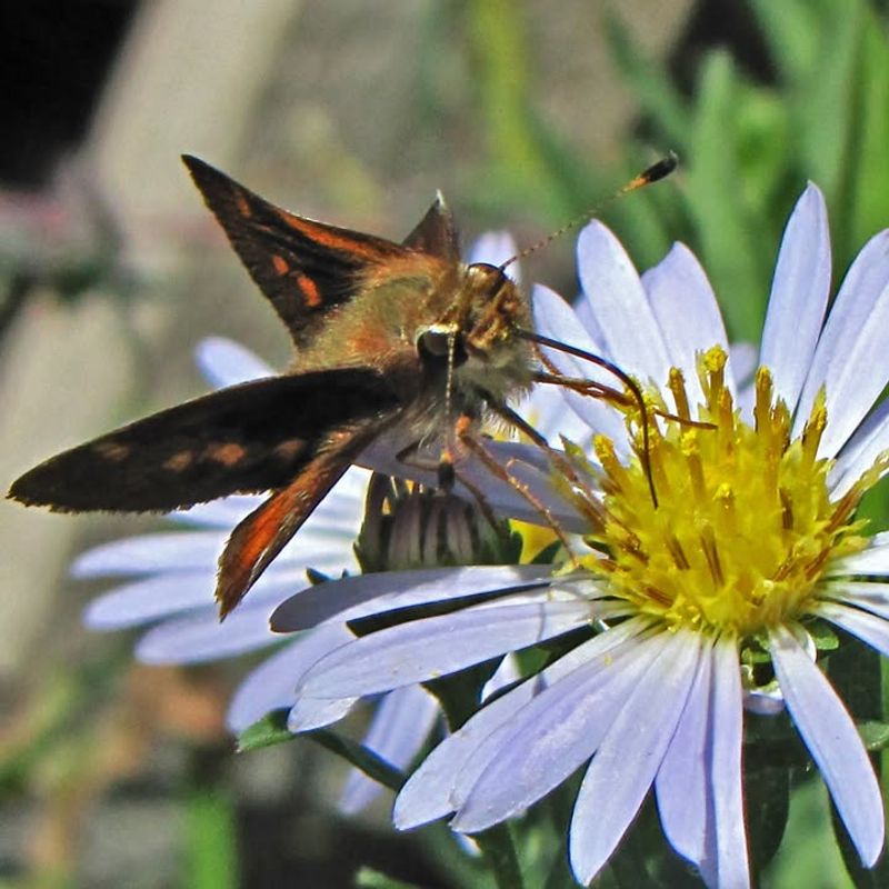 California Aster