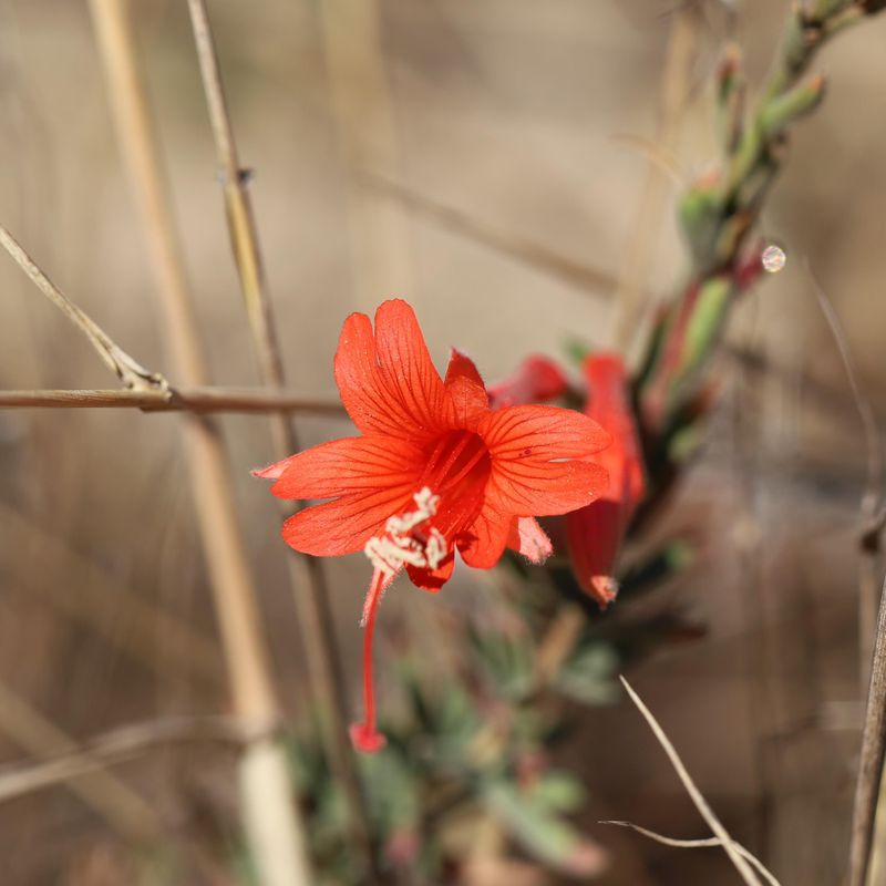 California Fuchsia