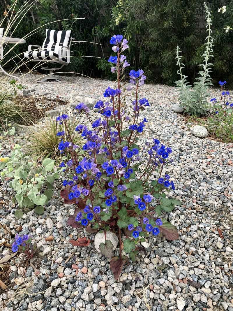 Pollinator-Friendly Choices Still Thrive