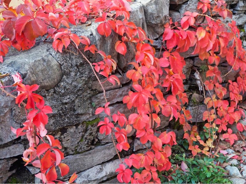 Virginia Creeper