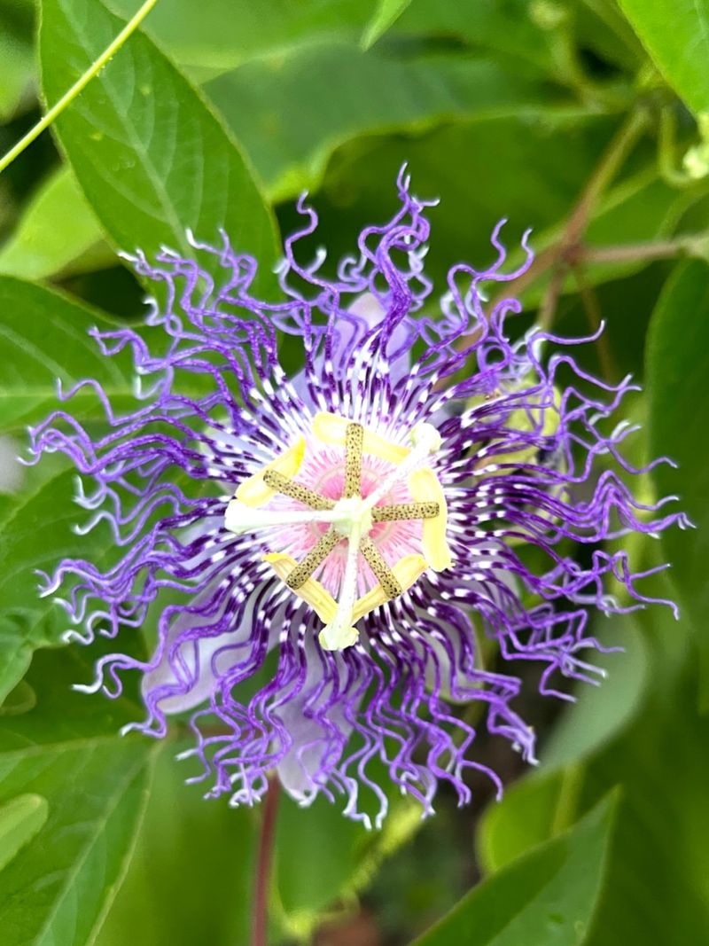 Passionflower (Non-Invasive Types Only)