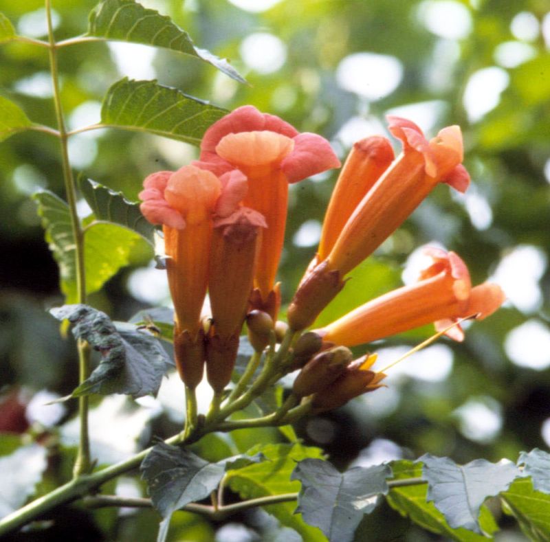 Trumpet Vine Bringing A Burst Of Hummingbird Color