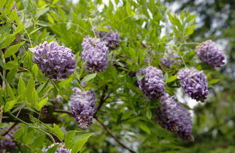 American Wisteria (Wisteria Frutescens)
