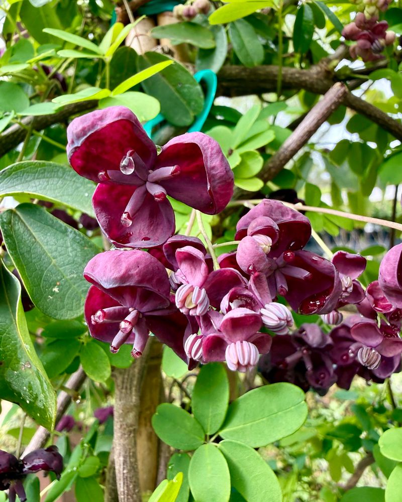 Chocolate Vine
