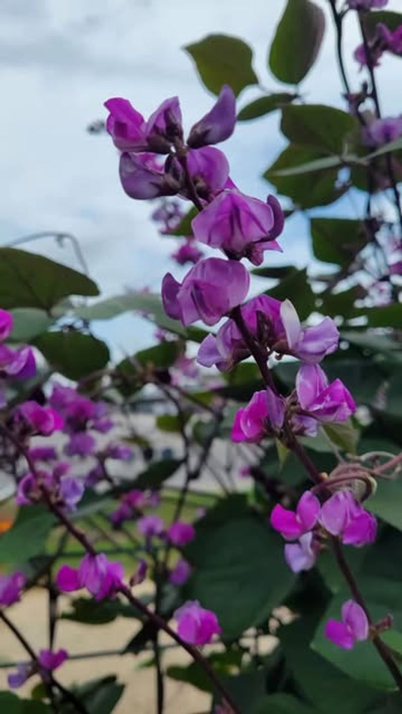 Hyacinth Bean Vine