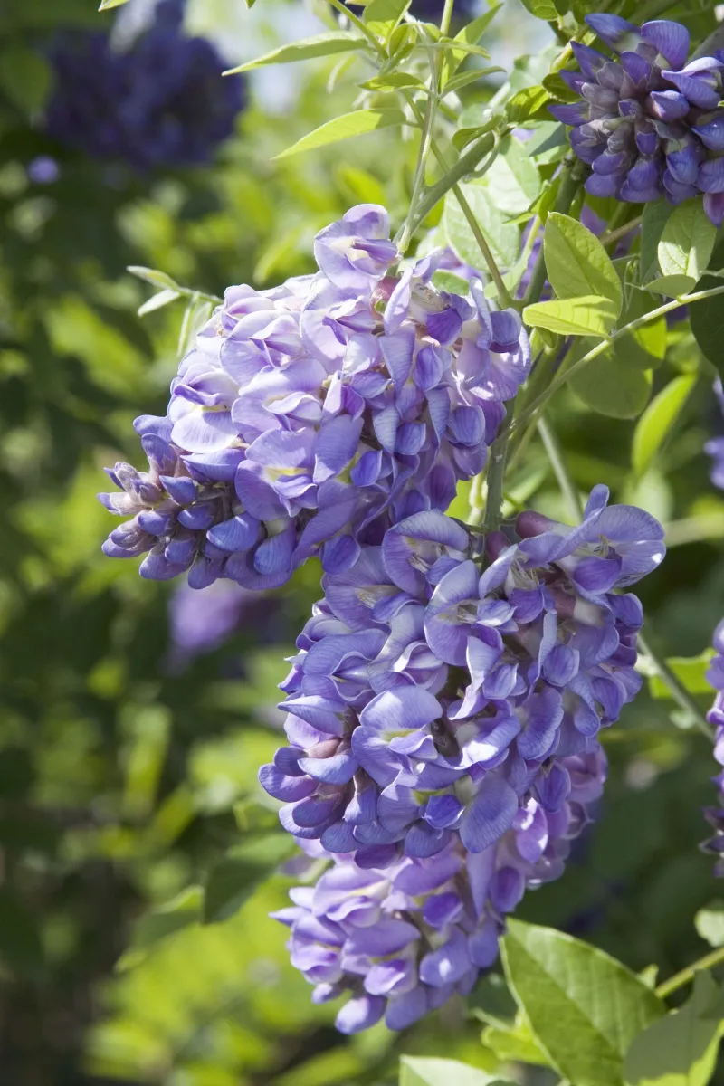 American Wisteria 