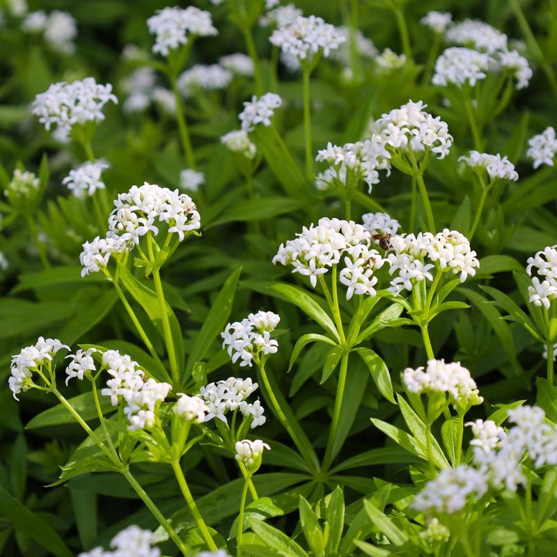Sweet Woodruff (Galium Odoratum)
