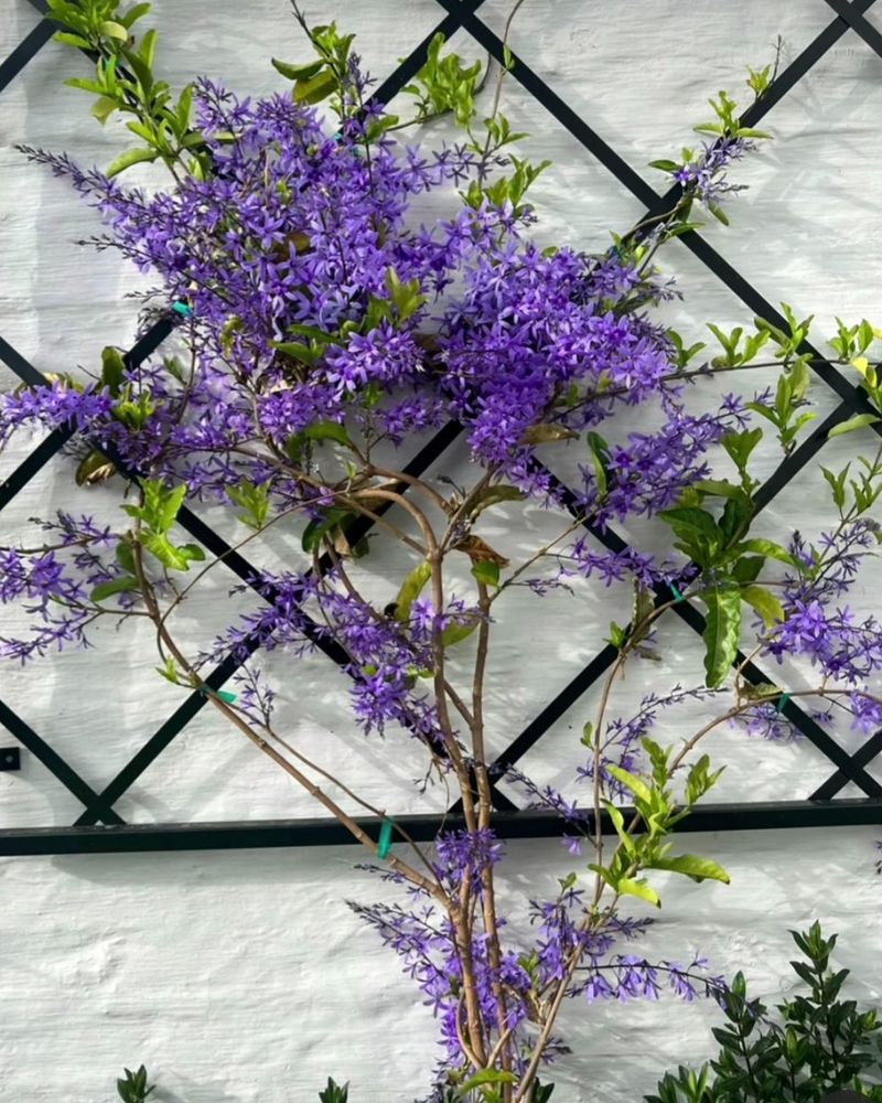 Install A Short Trellis To Soften A Plain Backyard Wall