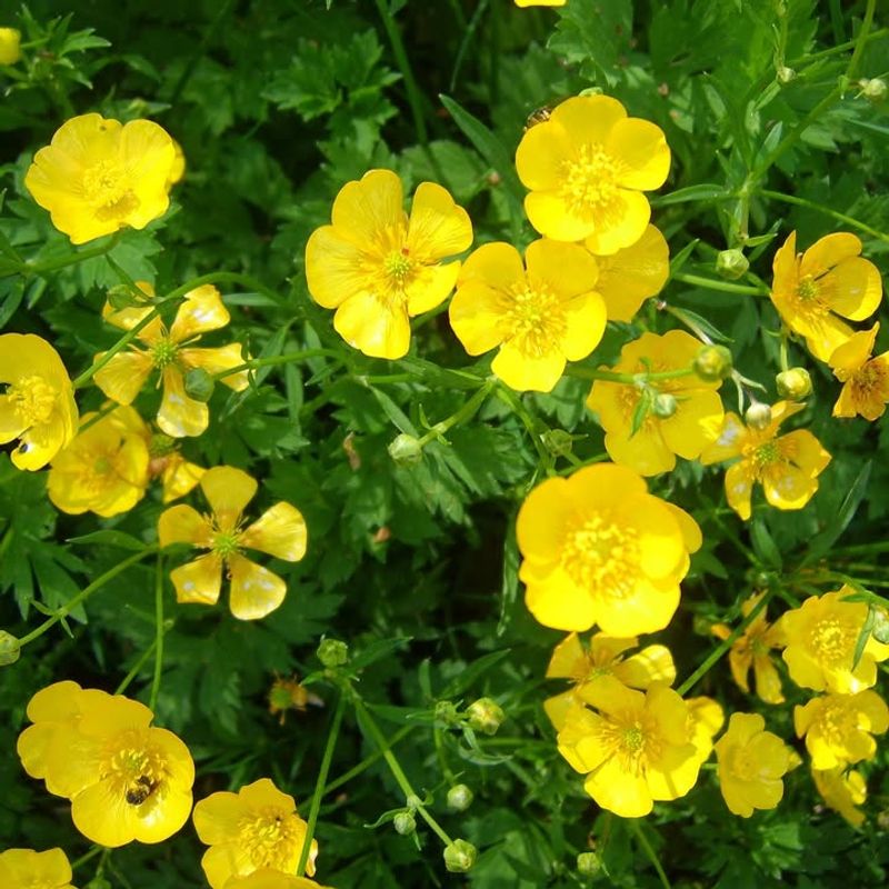 Buttercups