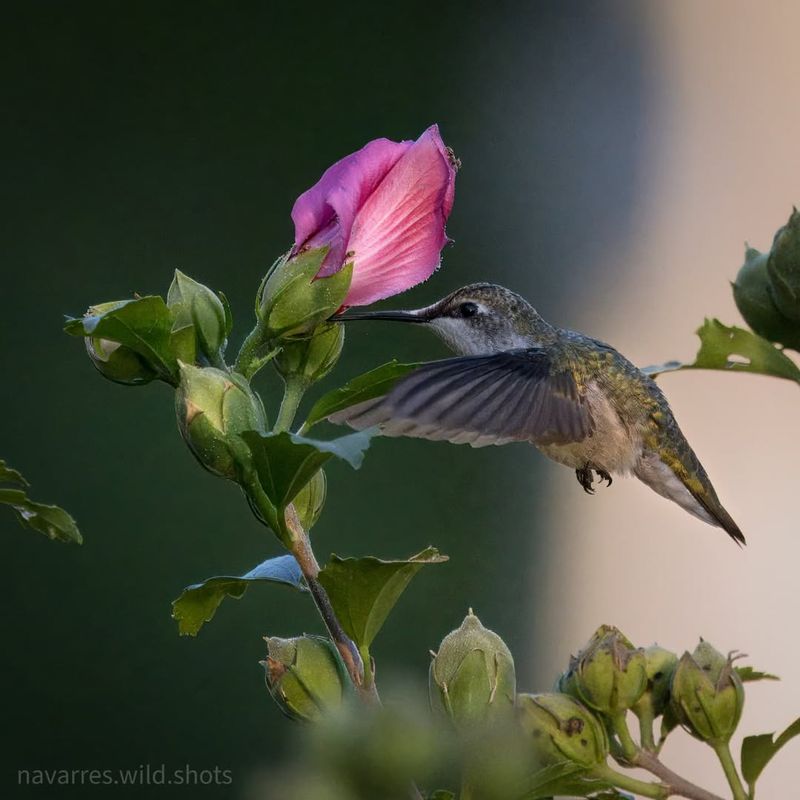 Parks With Flowering Plants Become Hummingbird Hotspots