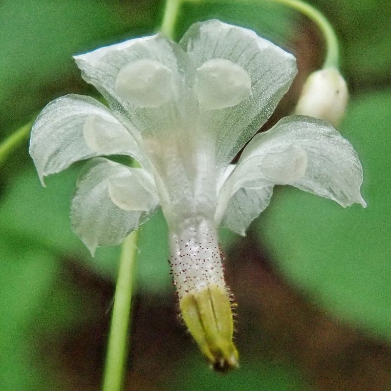 Inside-out Flower (Vancouveria hexandra)