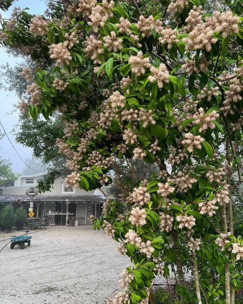 Marlberry Stays Dense And Attractive Year Round