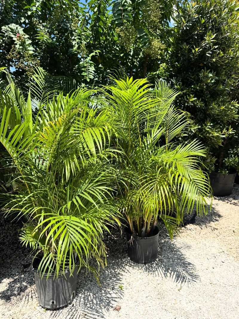 Areca Palm Adds Fast Privacy With Tropical Appeal